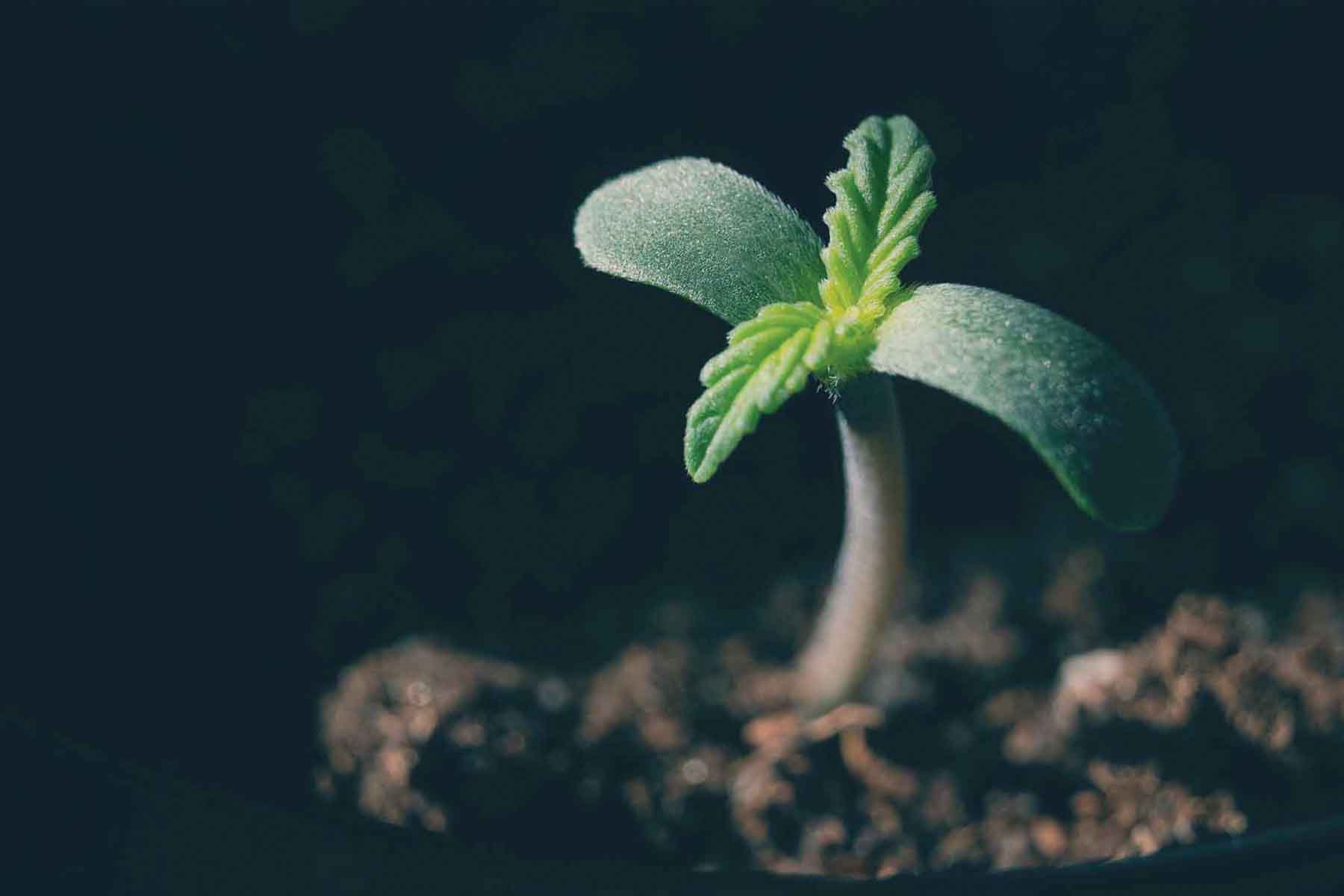 Leafie Medical — craft cannabis cultivation